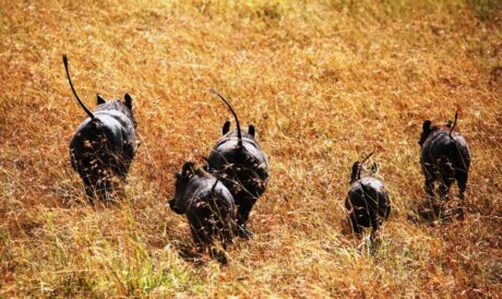 A sounder of warthogs running with their tails high. (Lynn R. Blamires, Special to the Daily Herald)